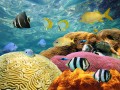 Красочные кораллы и тропические рыбы