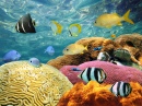 Красочные кораллы и тропические рыбы