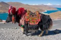 Як в Лхасе, Тибет
