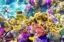 Прекрасный подводный мир