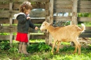 Маленькая девочка кормит козу