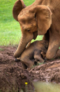 baby elephant getting help from Mom