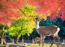 Олени в японском парке Нара