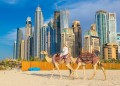 Верблюд напротив Дубай Марина