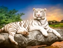 Белый Бенгальский Тигр