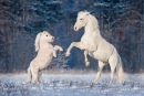 Андалузский жеребец и Шетландский пони