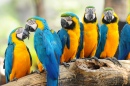 Красочные попугаи Ара