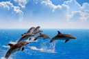 Прыгающие дельфины