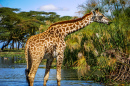 Дикий жираф в Кении