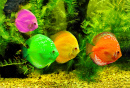 Красочные рыбы