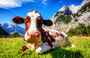 Корова в Австрийских горах