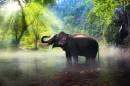 Дикий слон в Таиланде