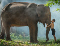 Тайский мальчик и его слон