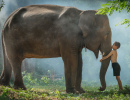 Тайский мальчик и его слон