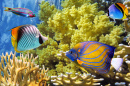 Тропические рыбы, Красное море, Египет