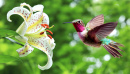 Колибри у лилии
