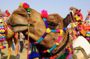 Фестиваль Верблюдов в Биканере, Индия
