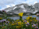 snowyrange_flowers