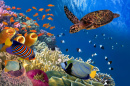 Коралловый риф с морской черепахой