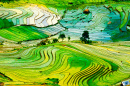 Рисовые террасы в провинции Лаокай, Вьетнам