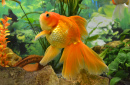 Аквариумная золотая рыбка