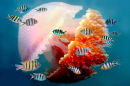 Рыбы и мозаичная медуза