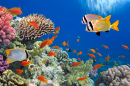 Тропические рыбы на коралловом рифе