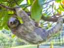 Ленивец в тропическом лесу Коста-Рики