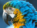 Желто-синий ара