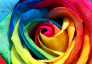 Многоцветная роза