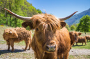 Шотландская порода коров Хайленд