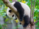 Ленивая панда