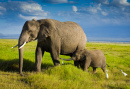 Семья слонов в Танзании
