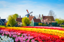 Голландский пейзаж с тюльпанами