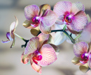 Гибридная орхидея