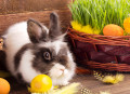 Милый пасхальный кролик