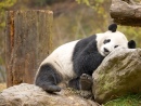 Большая панда, Волун, Китай