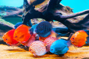 Красочные рыбы в аквариуме