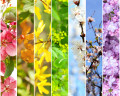 Весенний коллаж