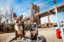 Собаки сидят перед Бруклинским мостом