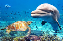 Дельфин и черепаха