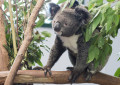 Милый коала
