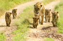 Львица выгуливает своих детенышей