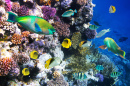 Тропические рыбы в коралловом рифе