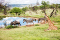 Южноафриканские животные