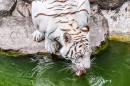 Белый тигр пьет воду