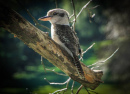 Kookaburra