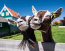 Счастливые козы