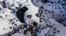 Dalmations