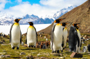 Королевские пингвины, Южная Георгия, Антарктика